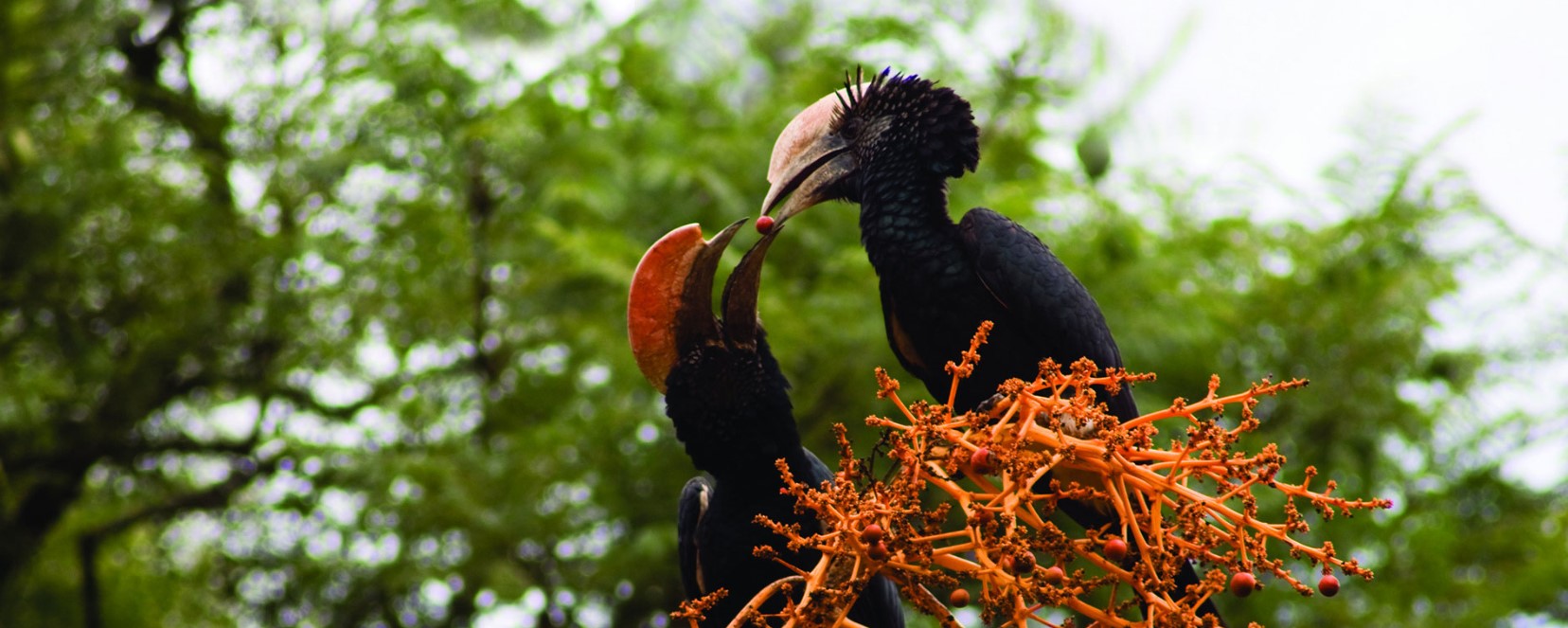 6 Days 5 Nights birding and wildlife safari Kenya