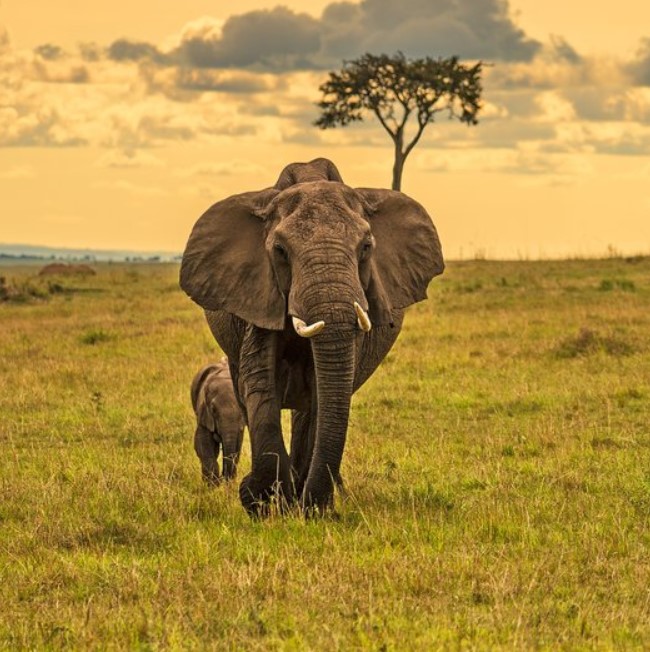 6 Days 5 Nights birding and wildlife safari Kenya