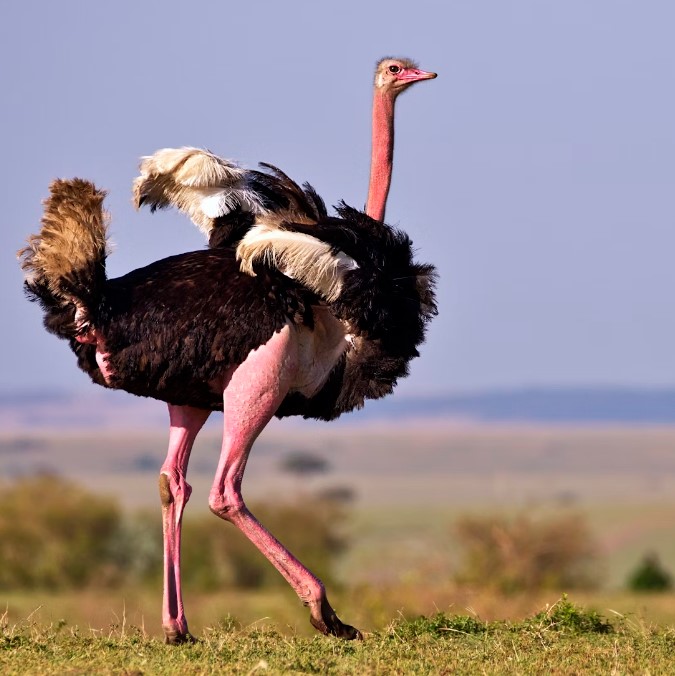 6 Days 5 Nights birding safari Kenya and Masai Mara