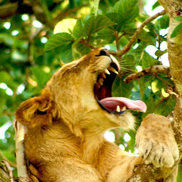 6 days 5 Nights Murchison Falls and Queen Elizabeth National Park