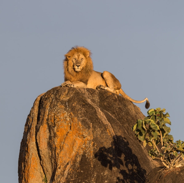 6 days 5 Nights safari in Kidepo Valley and Murchison Falls