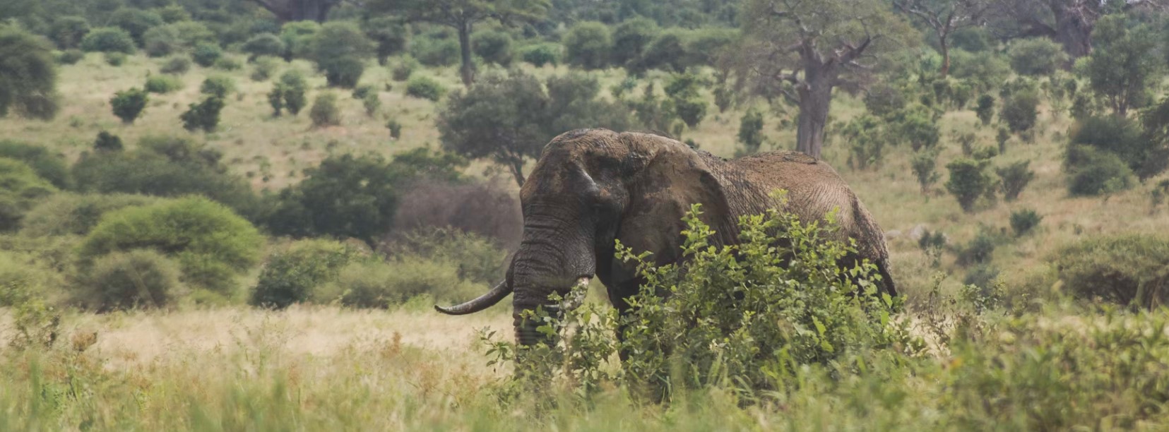 7 Days 6 Nights Tanzania best of Tanzania safari tour