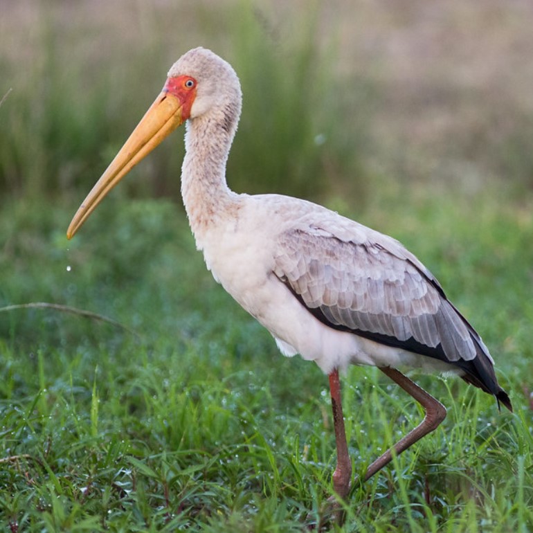 7 Days 6 Nights Tanzania bird Watching safari
