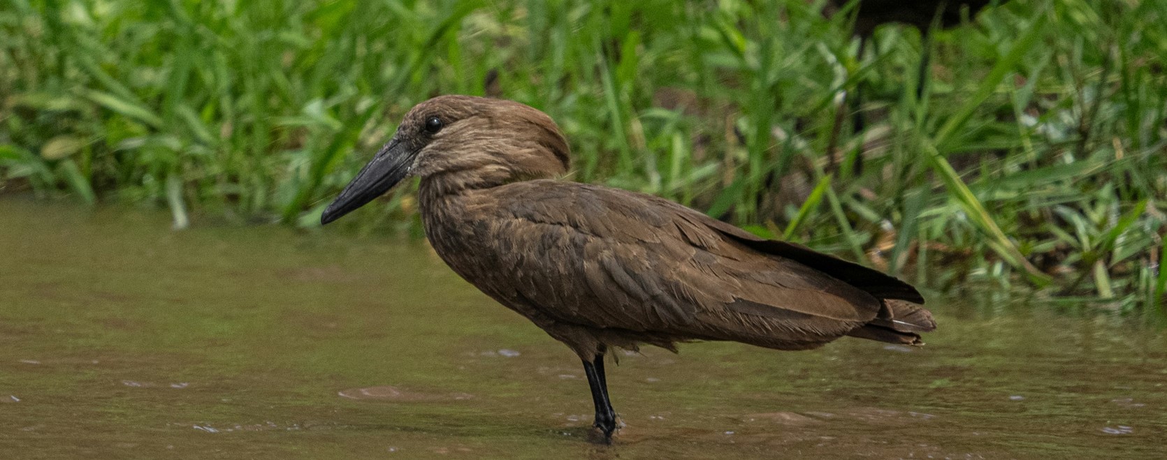 7 Days 6 Nights Tanzania bird Watching safari