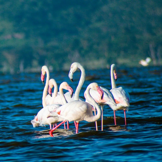 7 Days 6 Nights birding and wildlife safari Kenya