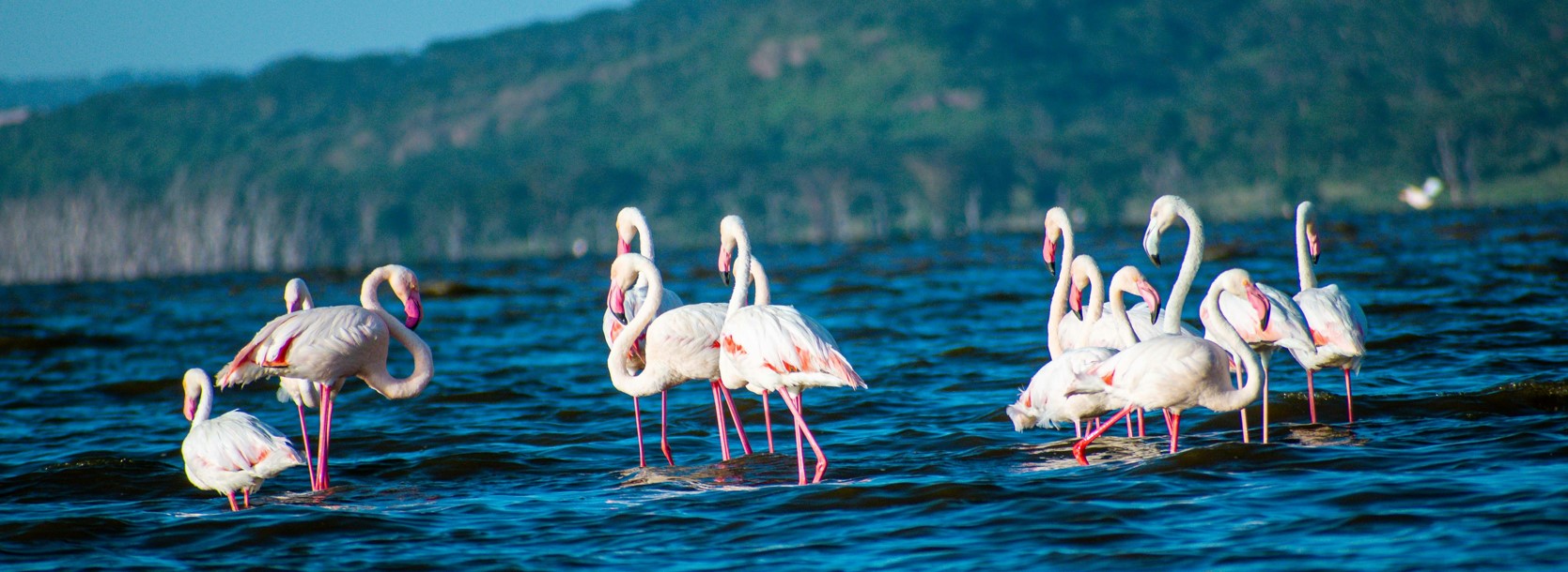 7 Days 6 Nights birding and wildlife safari Kenya