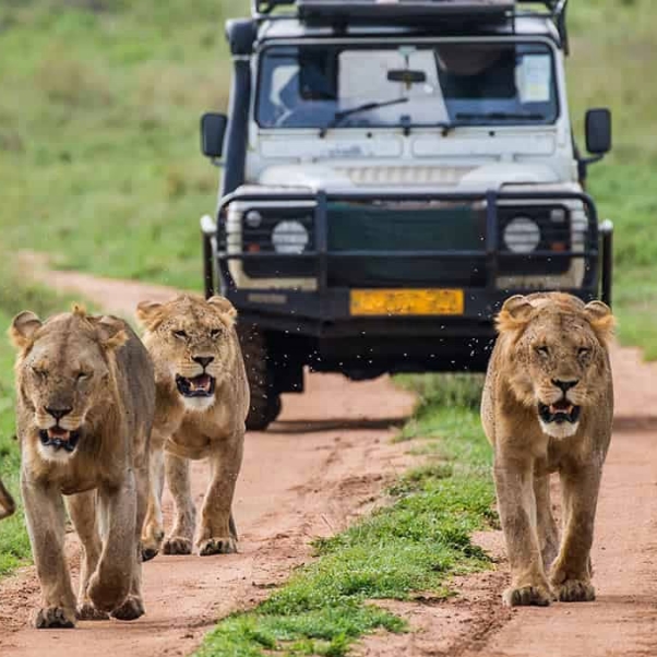 7 days 6 Nights best of Kenya Adventure safari