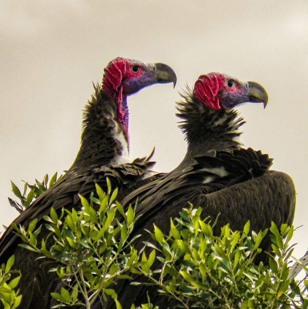 8 Days 7 Nights Best birding safari Kenya