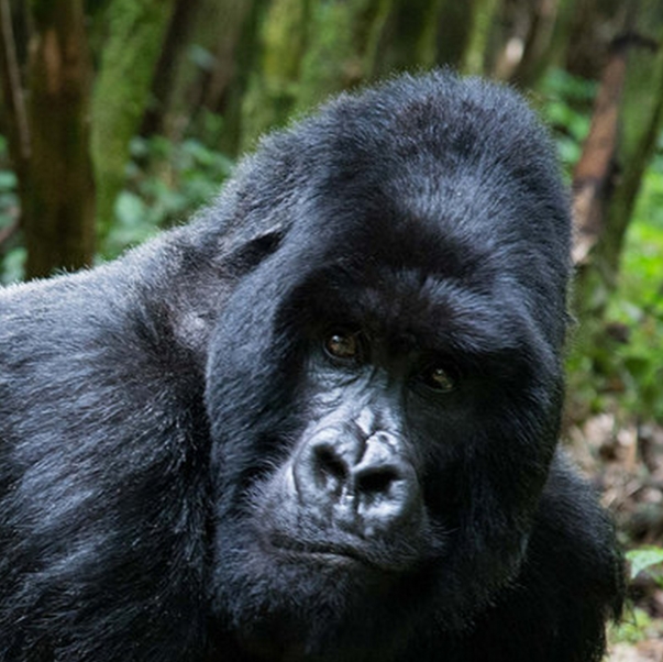 8 days 7 Nights Combined Uganda and Rwanda safari