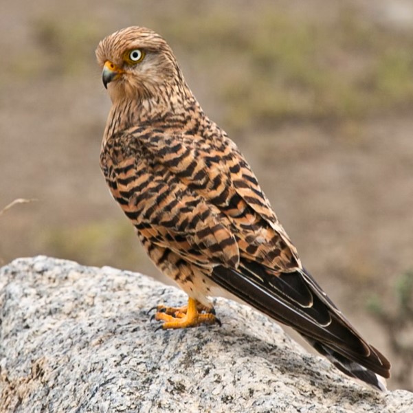 9 Days 8 Nights African bird Watching safari Tanzania