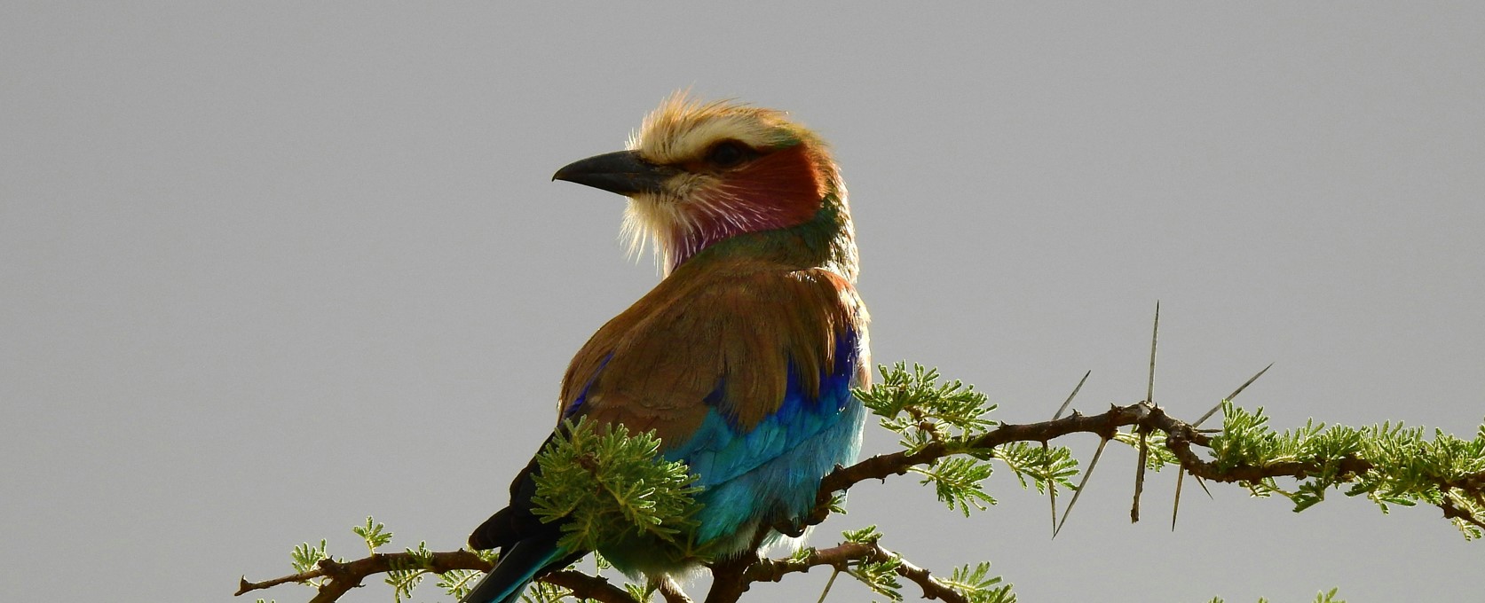 9 Days 8 Nights African bird Watching safari Tanzania