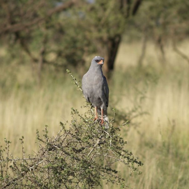 9 Days 8 Nights Tanzania birding safari, wildlife and Kilimanjaro