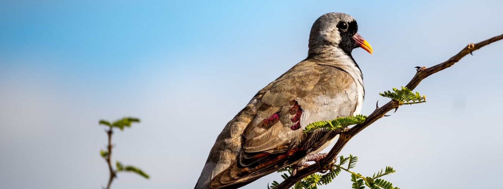 9 Days 8 Nights Tanzania birding safari, wildlife and Kilimanjaro