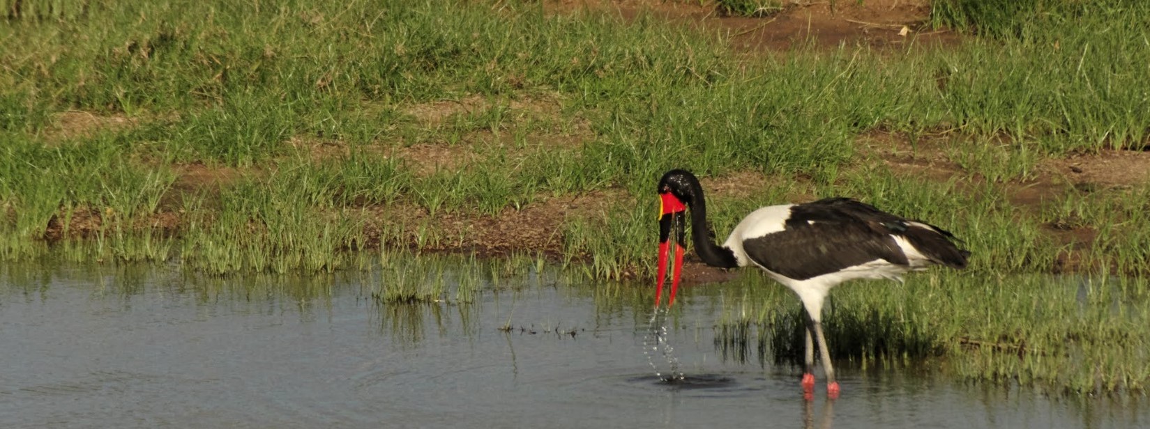 9 Days 8 Nights Tanzania wildlife and birding safari