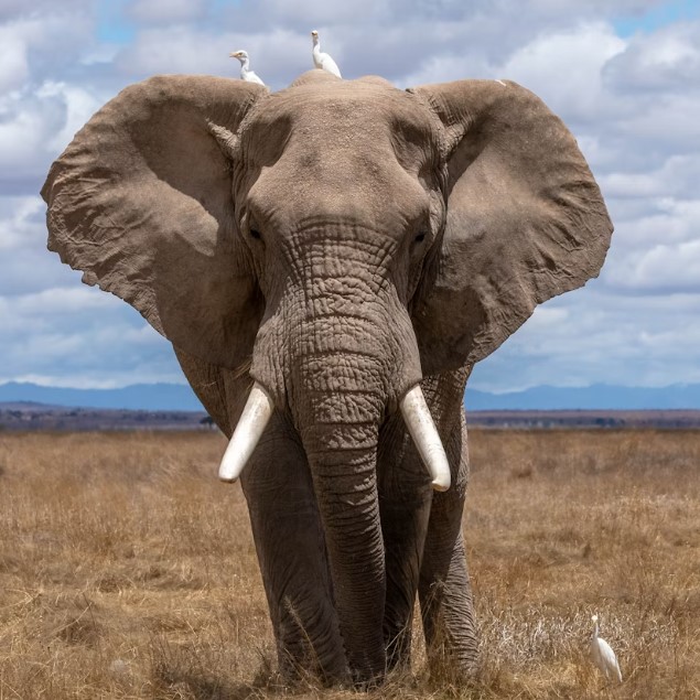 9 Days 8 Nights Tanzania wildlife and birding safari