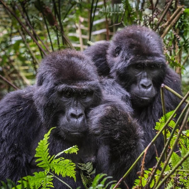 9 Days 8 Nights Ultimate Uganda Wildlife And Gorilla Tour