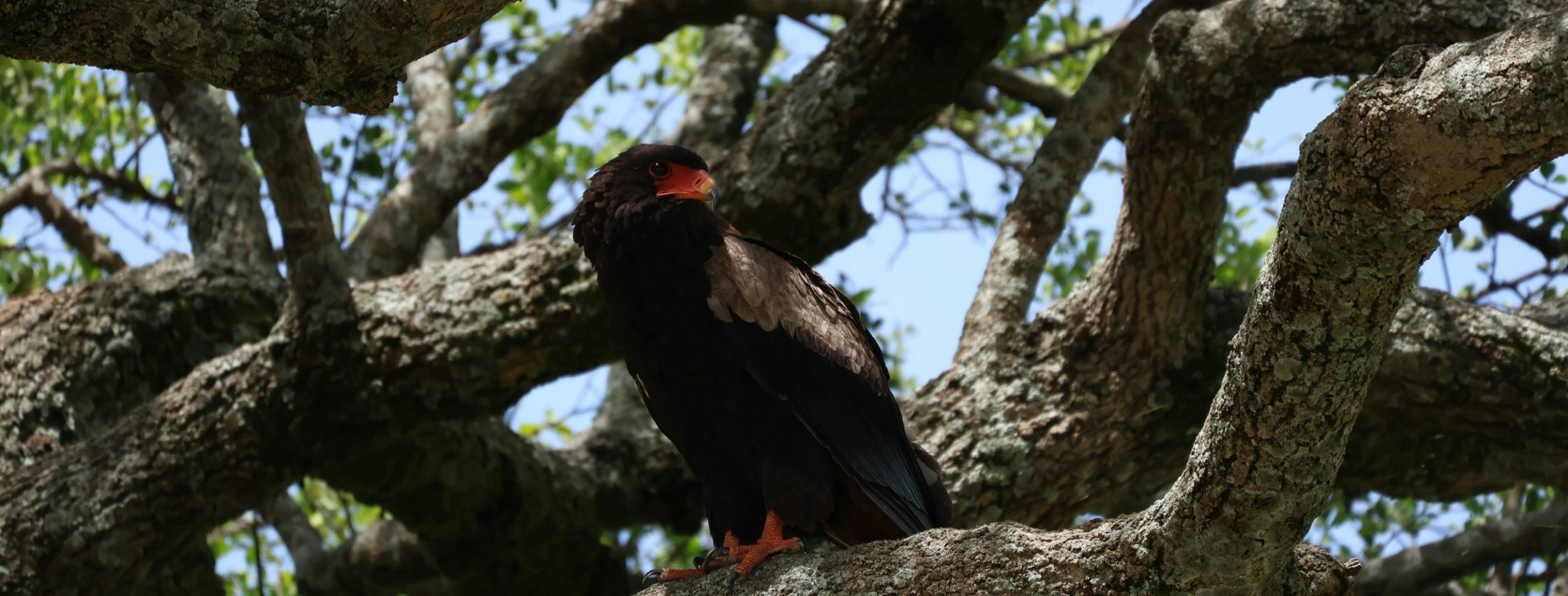 9 Days 8 Nights birding safari Kenya and wildlife