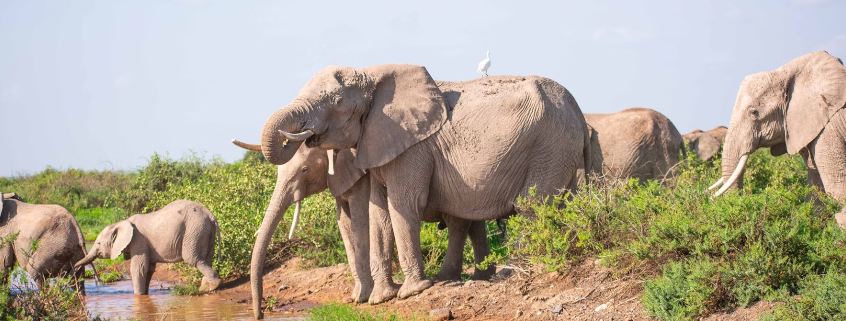3 Days 2 Night Wildlife Safari Amboseli National Park Kenya