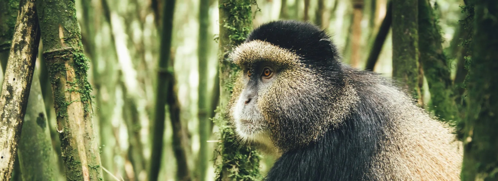8 days 7 Nights Combined Uganda and Rwanda safari