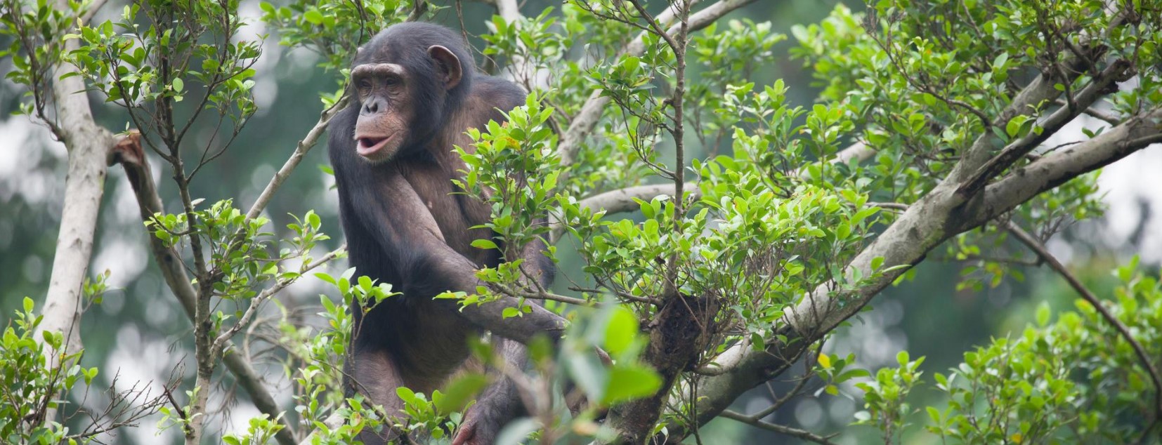 Karisimbi Hiking Rwanda and chimpanzee trekkings