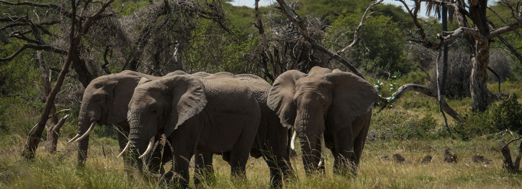Lake Manyara National Park is a gem of Tanzania