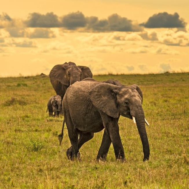 6 Days 5 Nights city Masai Mara and Nairobi city tour