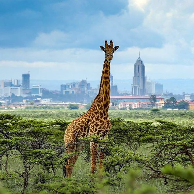 Nairobi city tour and Mount Kenya safari