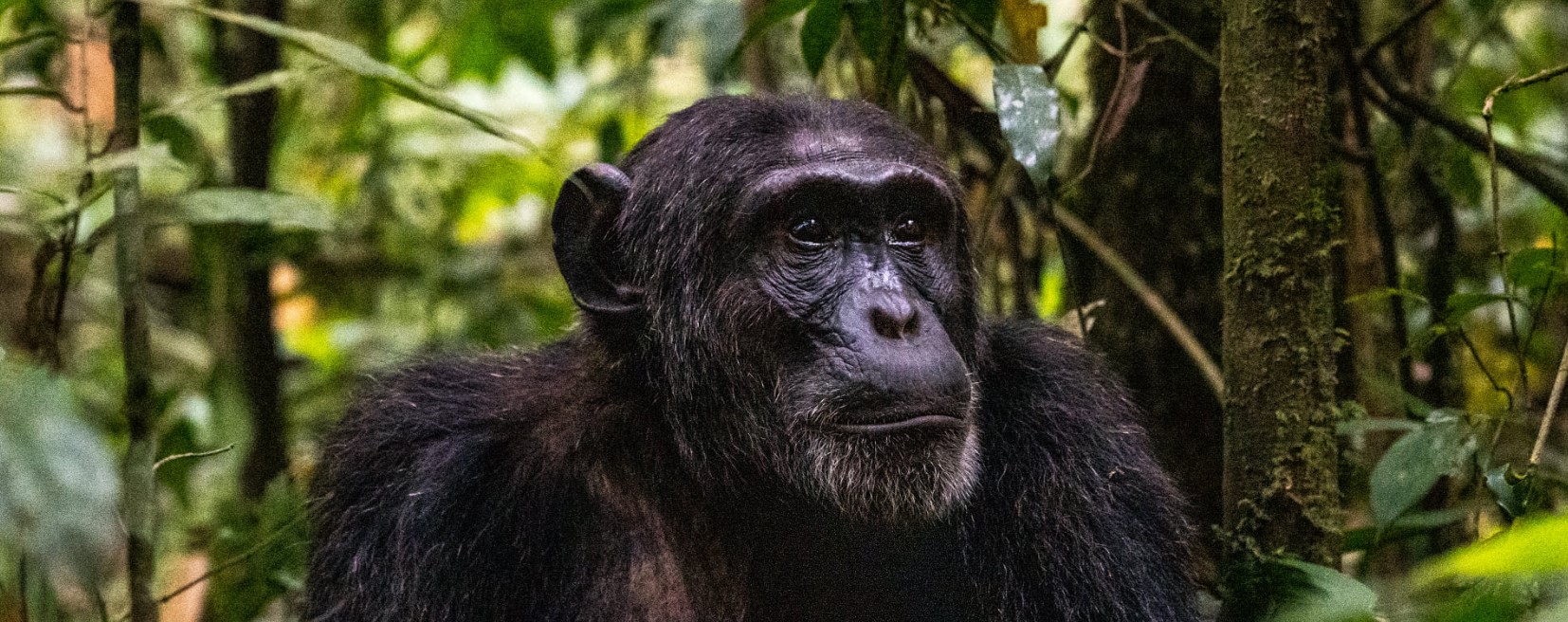 2-day-Nyungwe-Forest-National-Park-safari-package-
