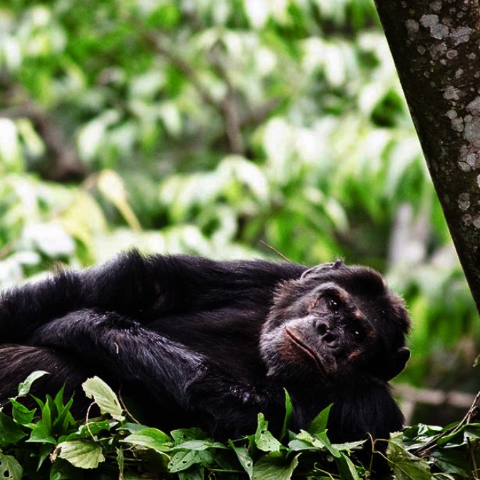 2-day-Nyungwe-Forest-National-Park-safari-package-