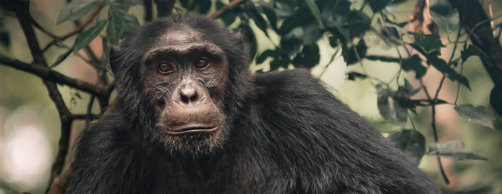 chimpanzee tracking Rwanda