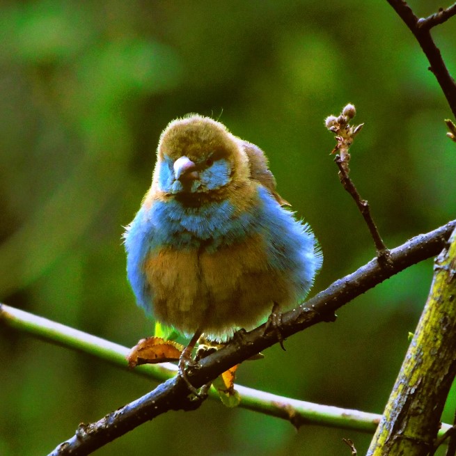 4 Days 3 Nights birding and Nairobi city tour