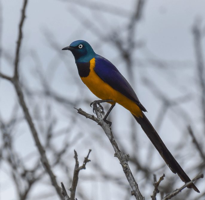 6 Days Tanzania birding safari and Kilimanjaro