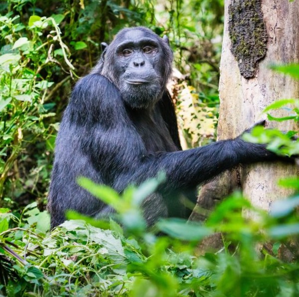 chimpanzee tracking Rwanda