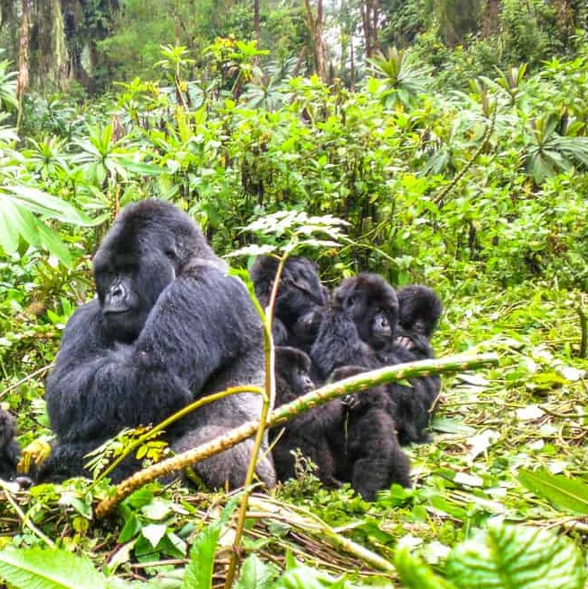 5 days gorilla trekking Rwanda and Nyiragongo hiking safari