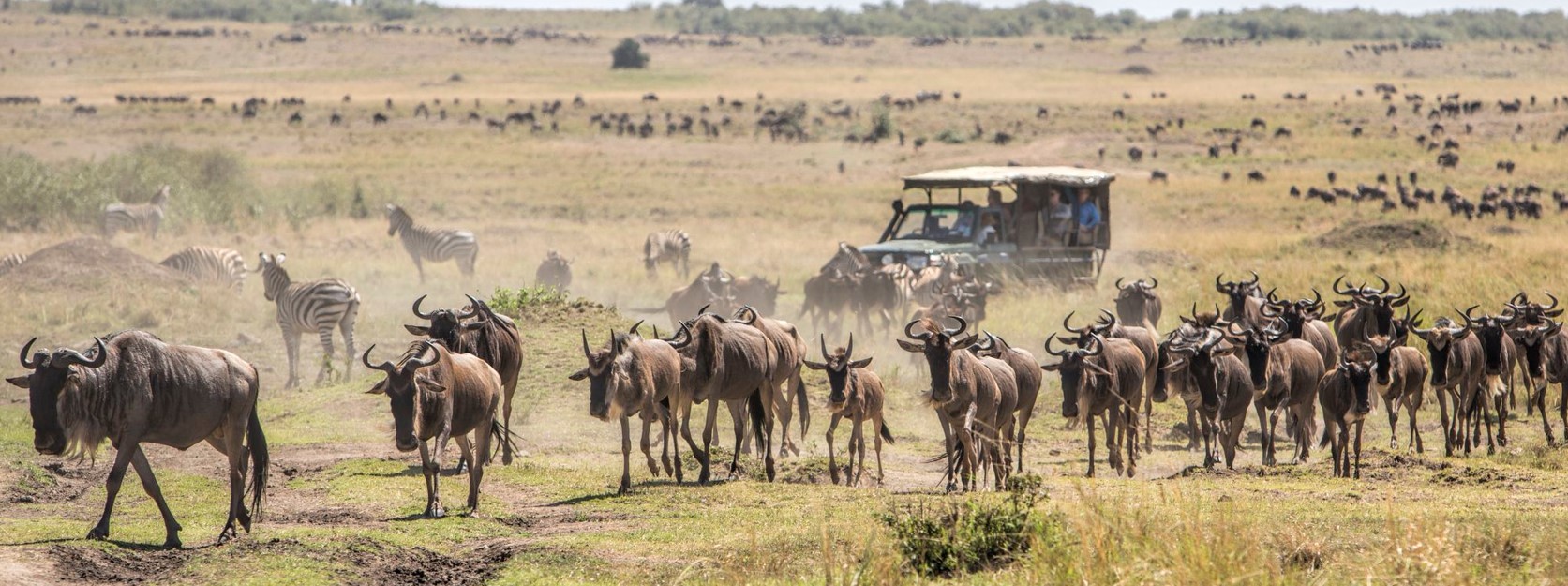 7 Days 6 Nights safari Serengeti and Tarangire Wildlife safari