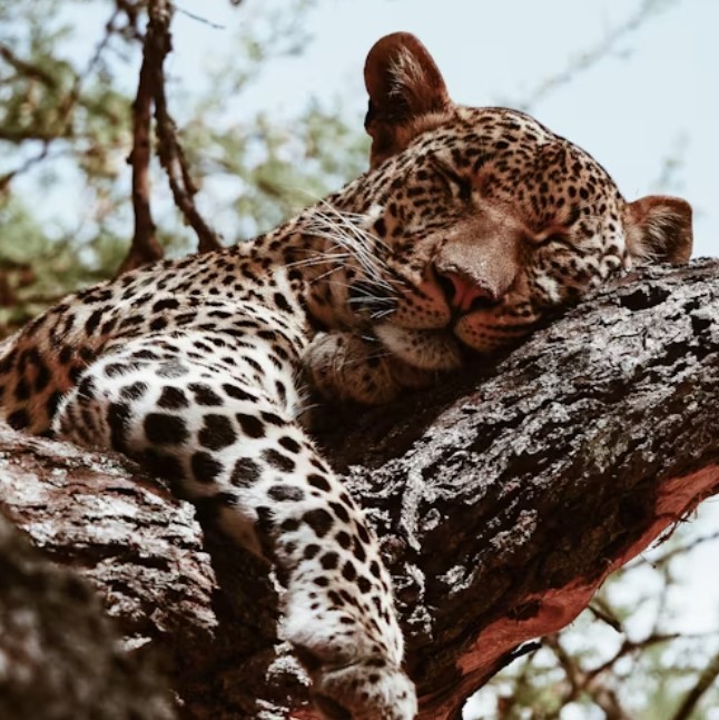 7 Days 6 Nights safari Serengeti and Tarangire Wildlife safari