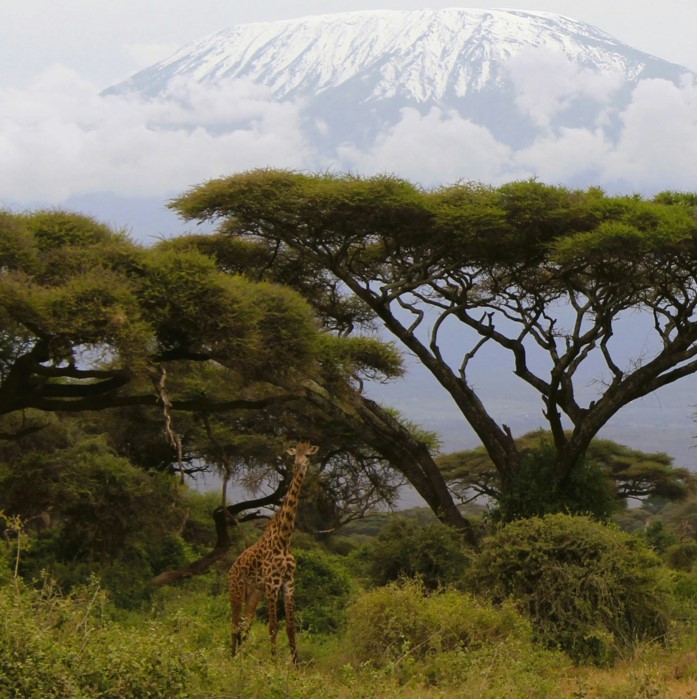11 Days 10 Nights Tanzania birding safari wildlife and Kilimanjaro